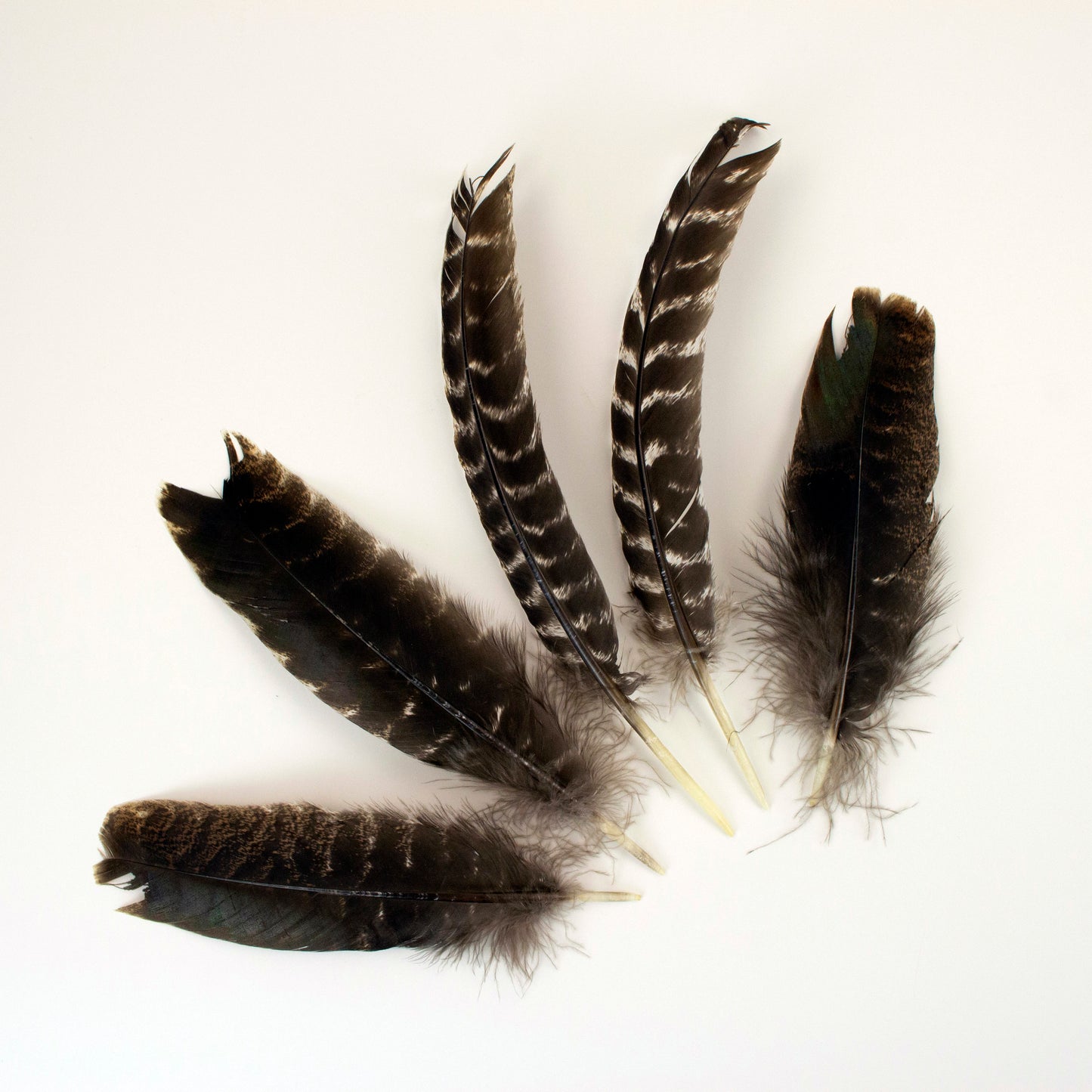 Natural Barred Turkey Quills Second Quality 8-12" - 12 pcs