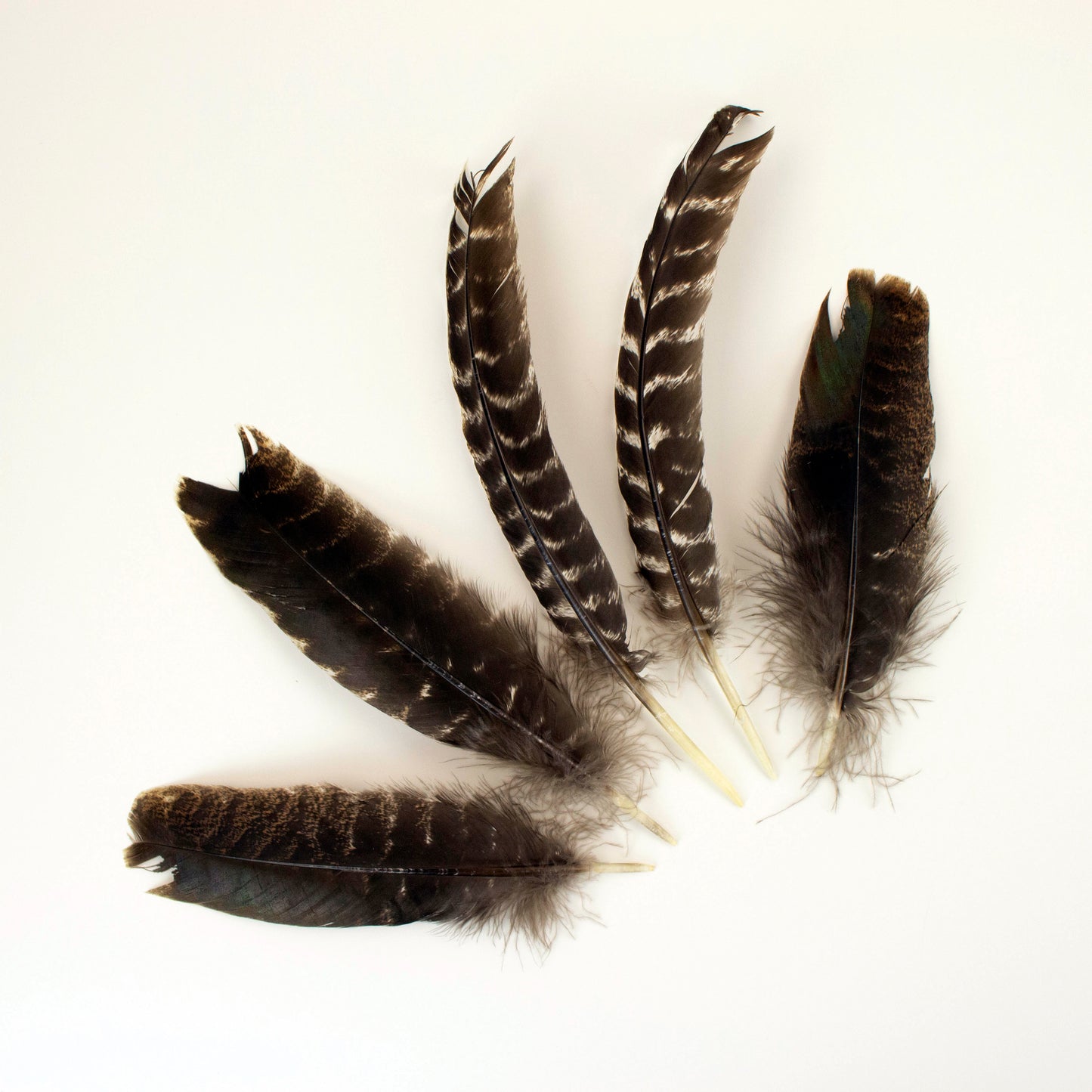 Natural Barred Turkey Quills Second Quality 8-12" - 12 pcs