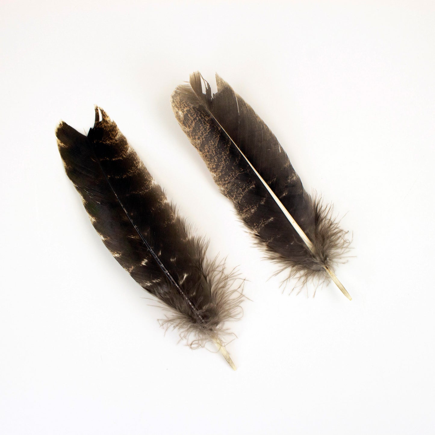 Natural Barred Turkey Quills Second Quality 8-12" - 12 pcs