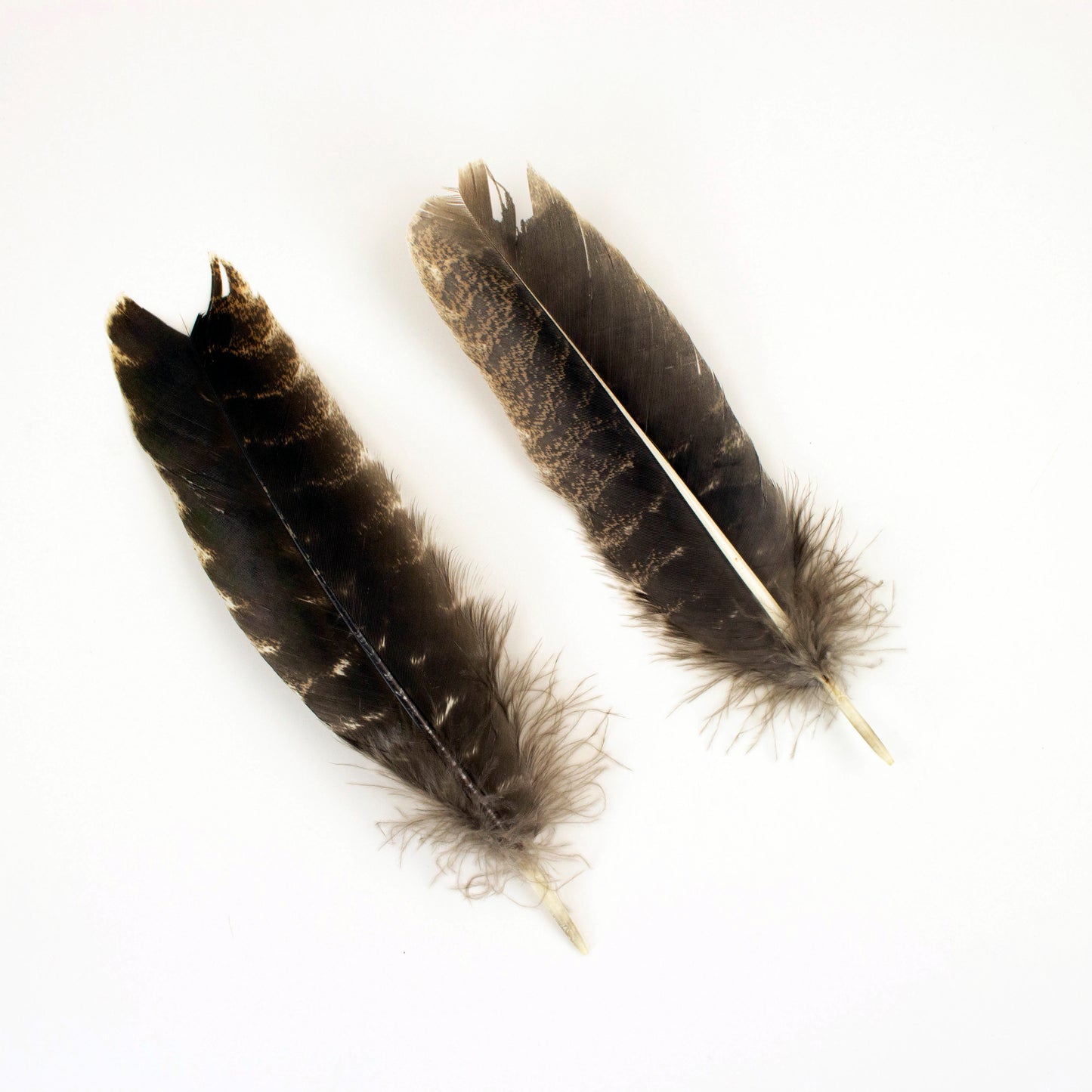 Natural Barred Turkey Quills Second Quality 8-12" - 12 pcs