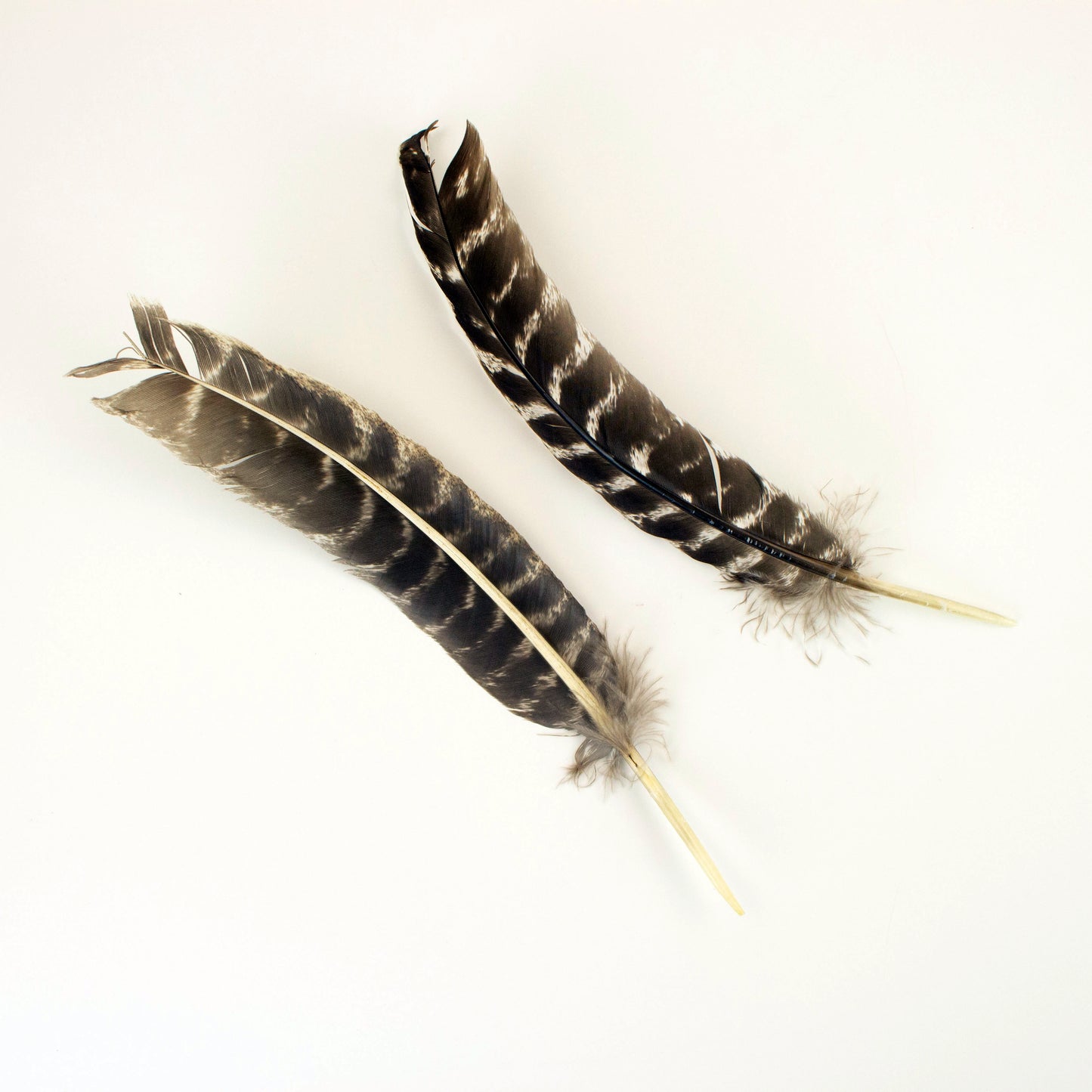 Natural Barred Turkey Quills Second Quality 8-12" - 12 pcs