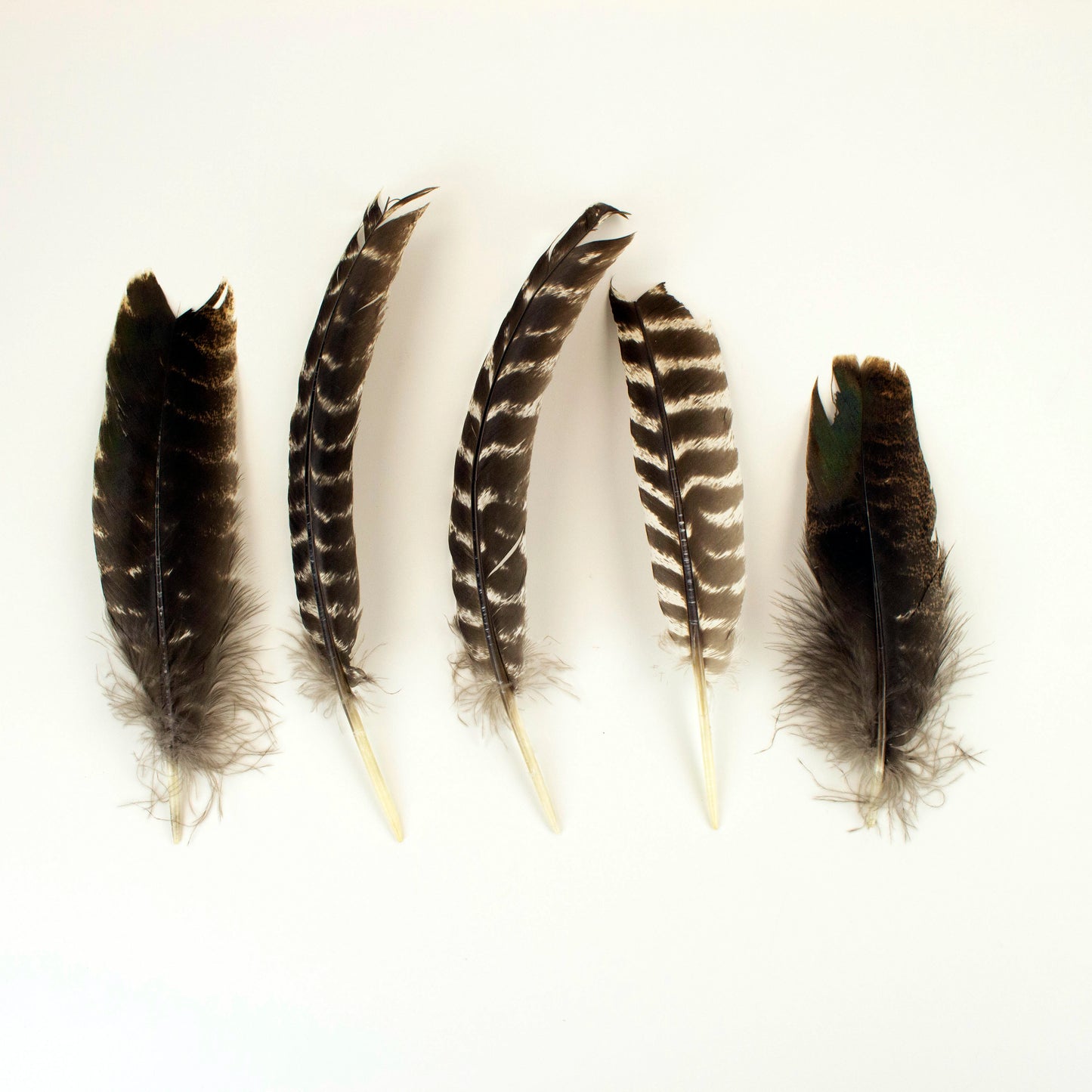 Natural Barred Turkey Quills Second Quality 8-12" - 12 pcs