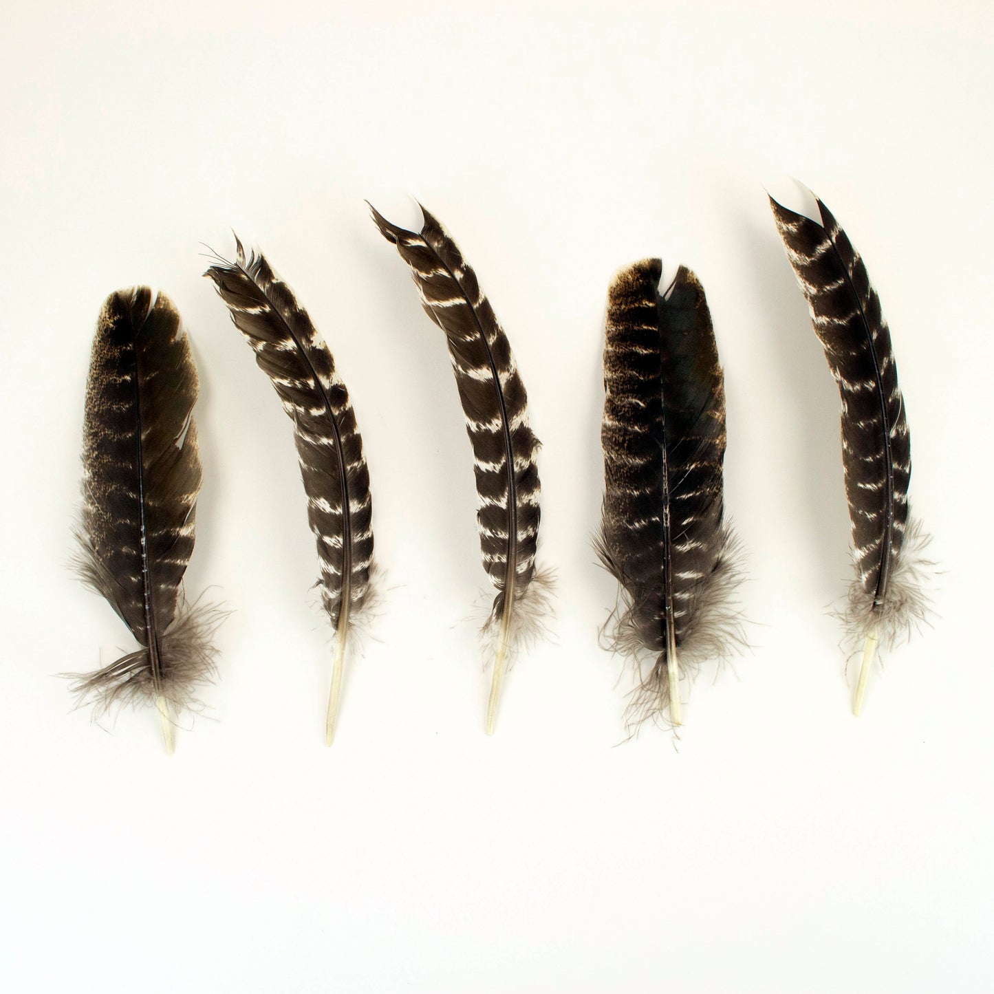 Natural Barred Turkey Quills Second Quality 8-12" - 12 pcs