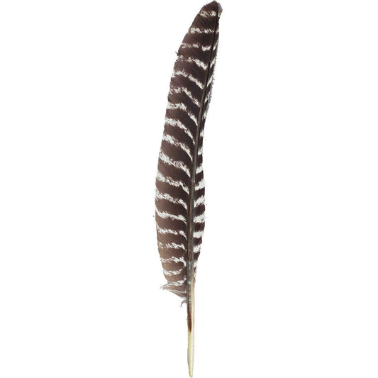 Barred Turkey Pointer Feathers - Right Wing - 12 PC - Natural