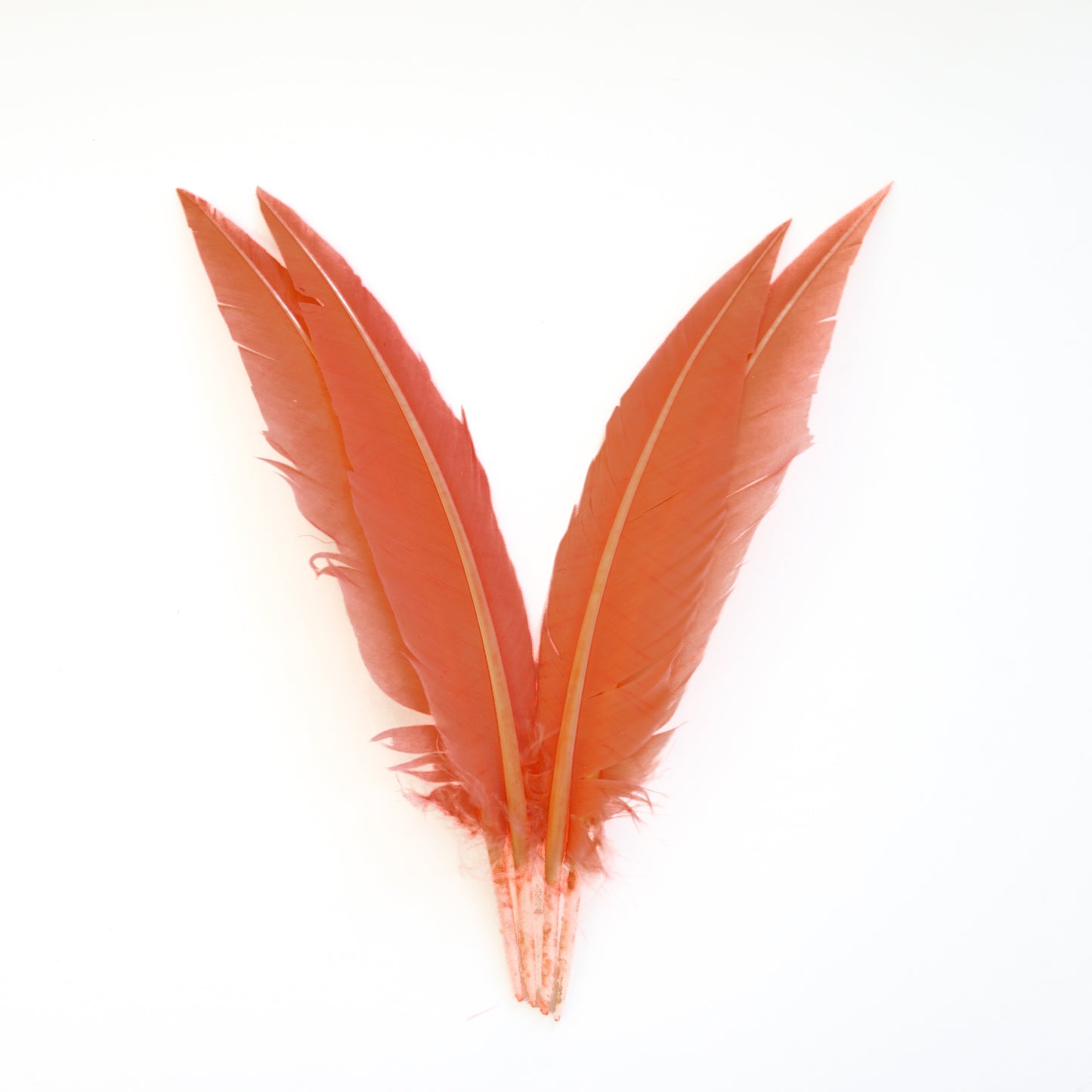Dagger Turkey Quill Feathers 9-12"- Apricot Blush