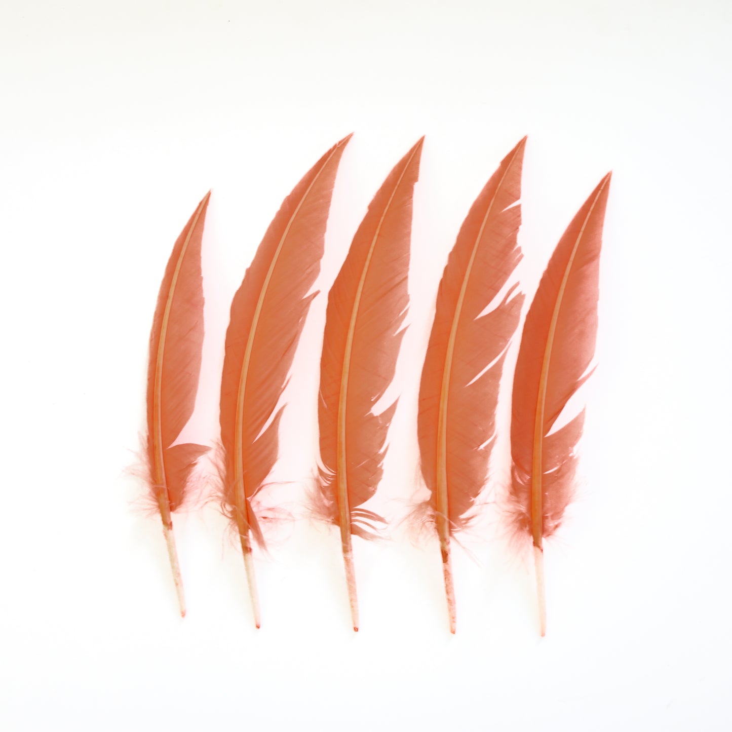 Dagger Turkey Quill Feathers 9-12"- Apricot Blush