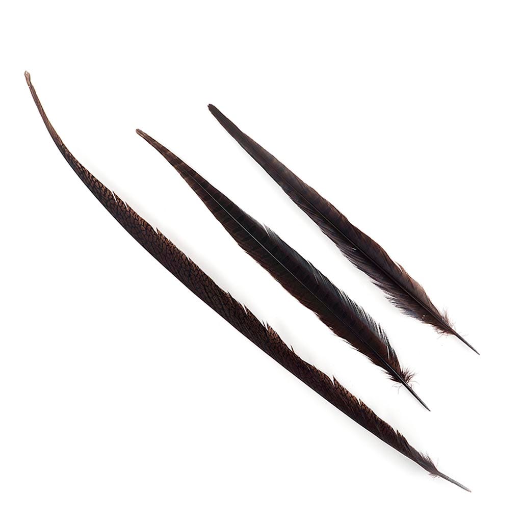 Assorted Pheasant Tails Dyed - Brown - Feathers