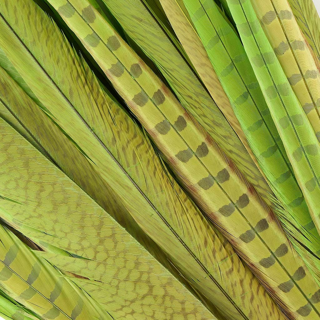 Assorted Pheasant Tails Dyed - Lime - Feathers