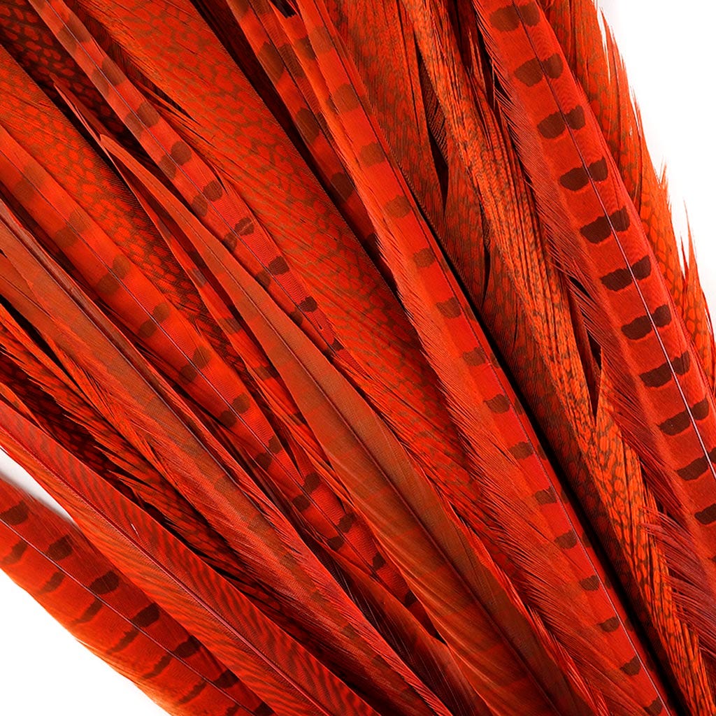 Assorted Pheasant Tails Dyed - Orange - Feathers