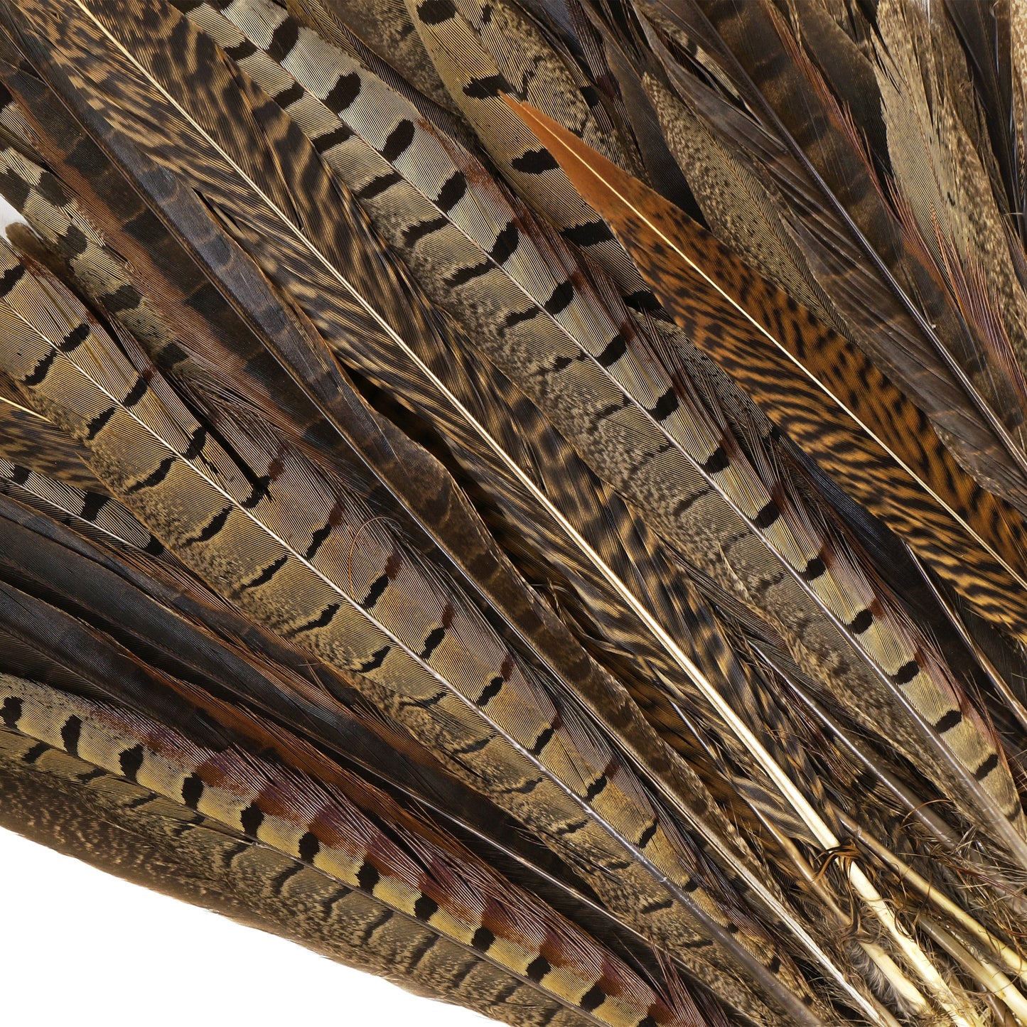 Assorted Pheasant Tails - Natural - Feathers