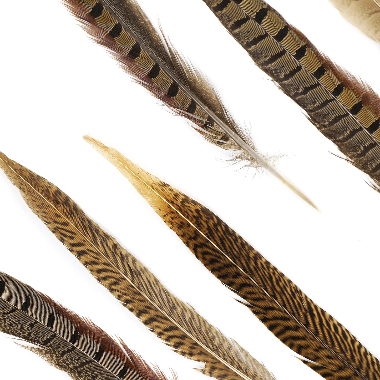 Assorted Pheasant Tails - Natural - Feathers