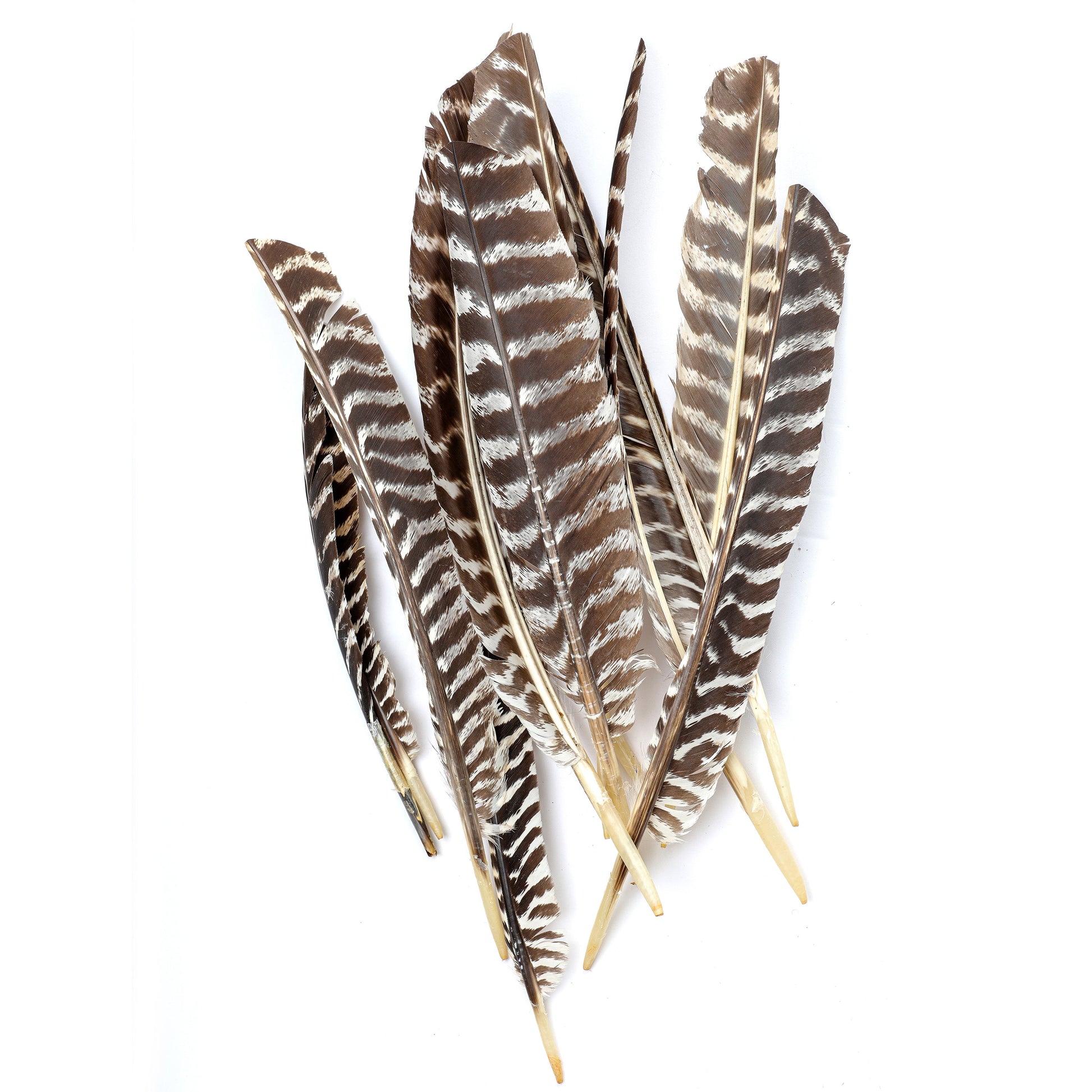 Barred Turkey Pointer Feathers - Left Wing - 12 pc - Natural - Feathers