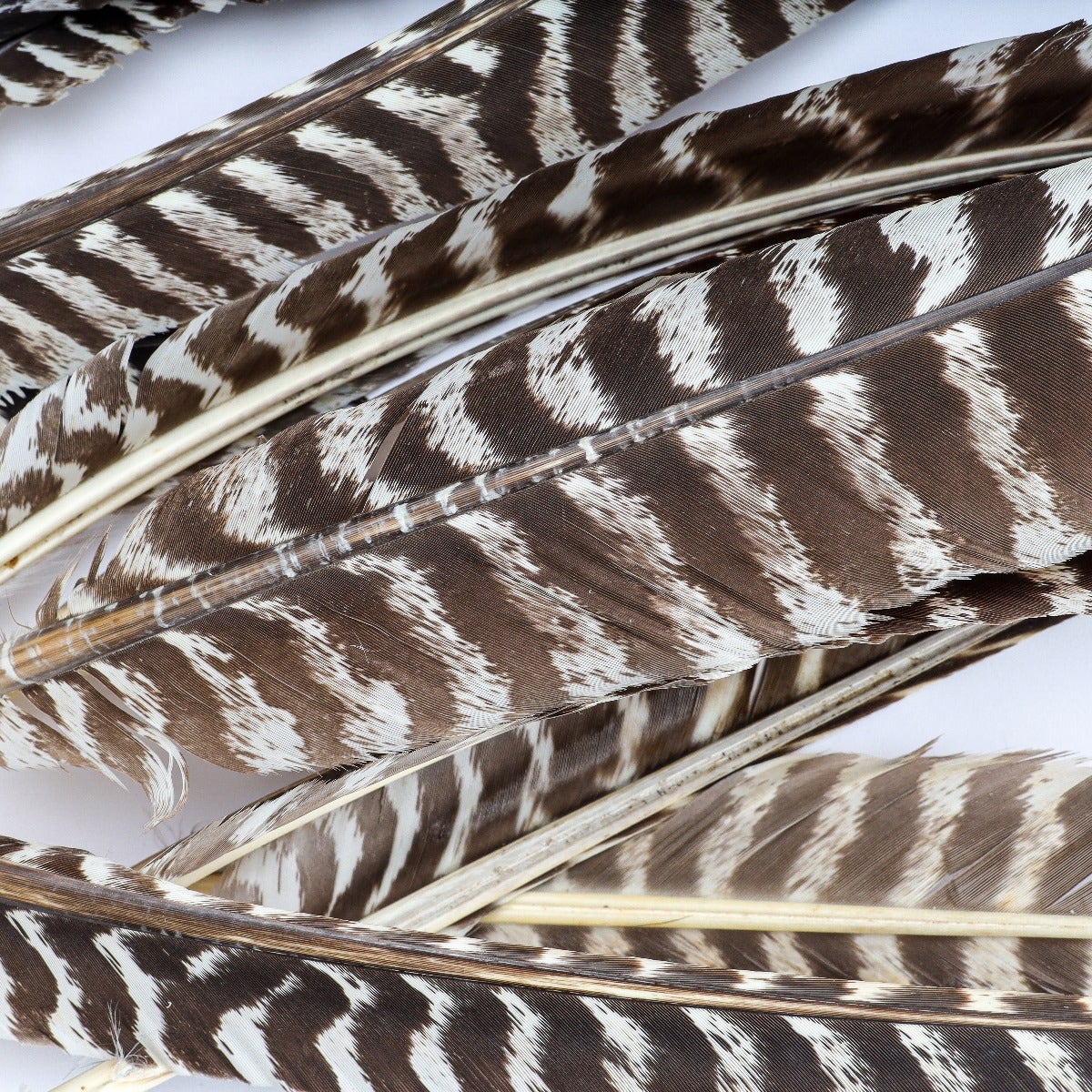 Barred Turkey Pointer Feathers - Left Wing - 12 pc - Natural - Feathers