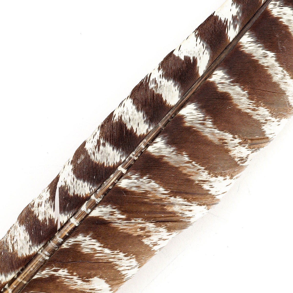 Barred Turkey Pointer Feathers - Left Wing - 12 pc - Natural - Feathers