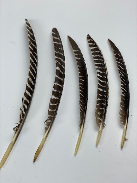 Barred Turkey Pointer Feathers - Left Wing - 12 pc - Natural - Feathers