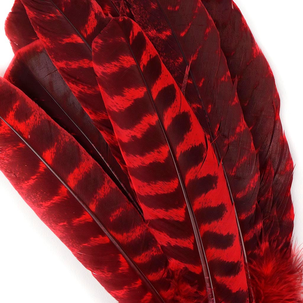 Barred Turkey Quills - Left Wing - 8-12 Inches - 12 pc - Hot Red - Feathers