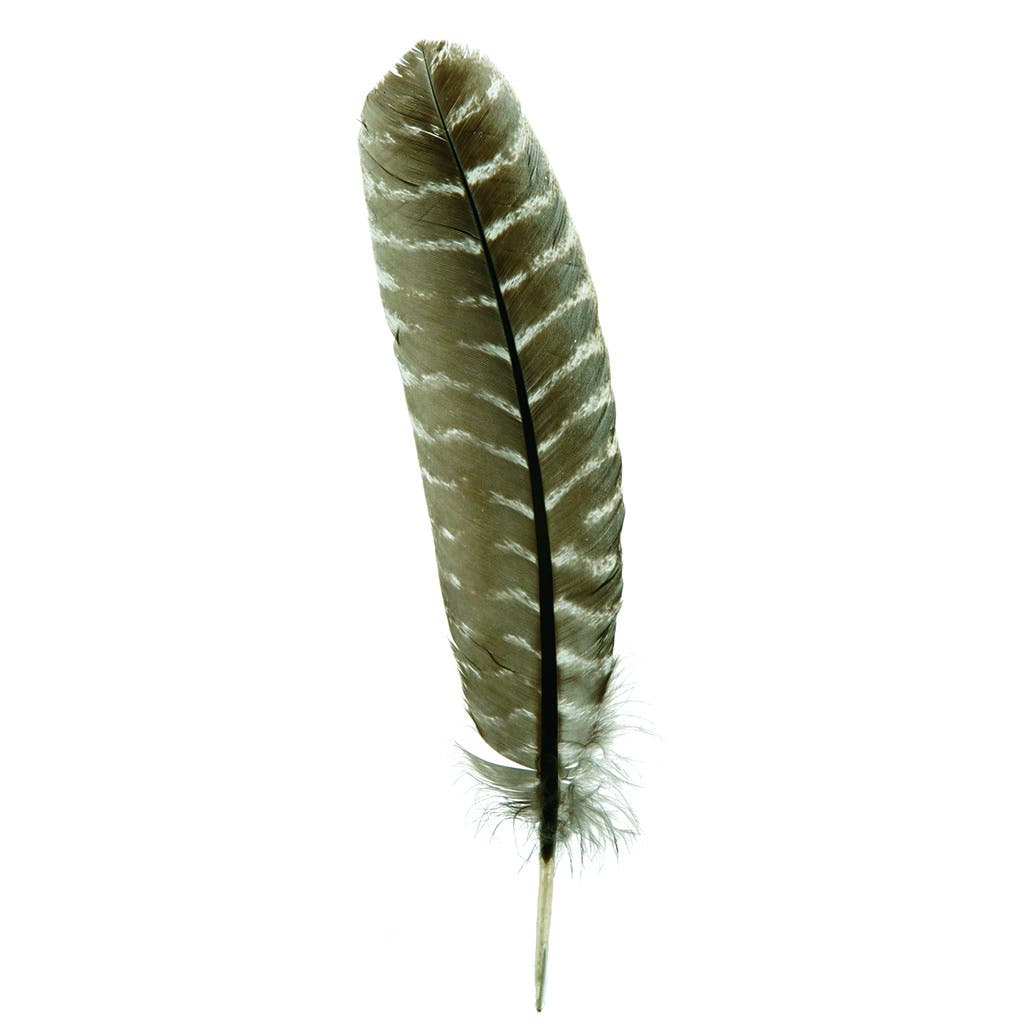 Barred Turkey Quills - Left Wing - 8-12 Inches - 12 pc - Natural - Feathers