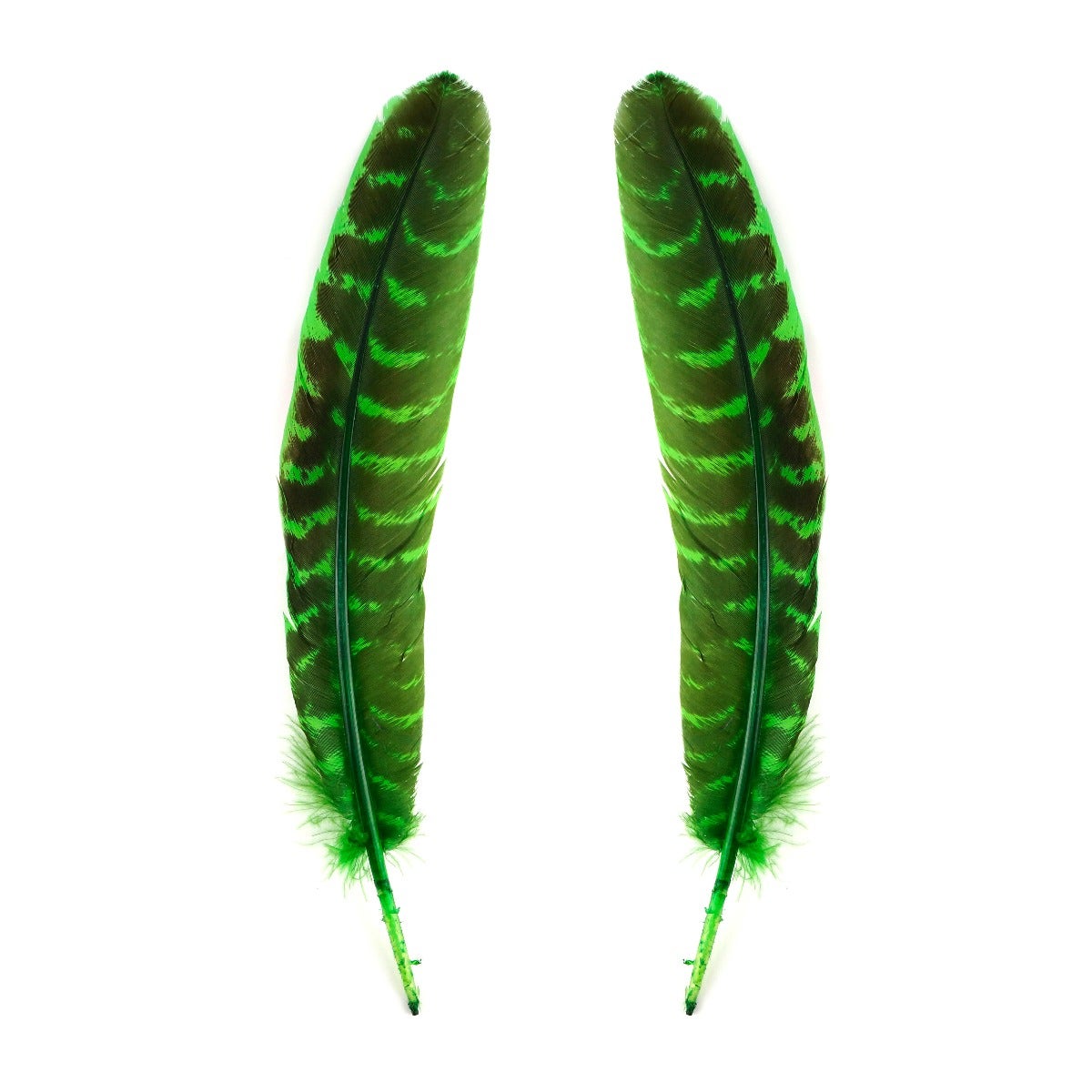 Barred Turkey Quills Wing Feathers 8-12’’ - KELLY - Feathers