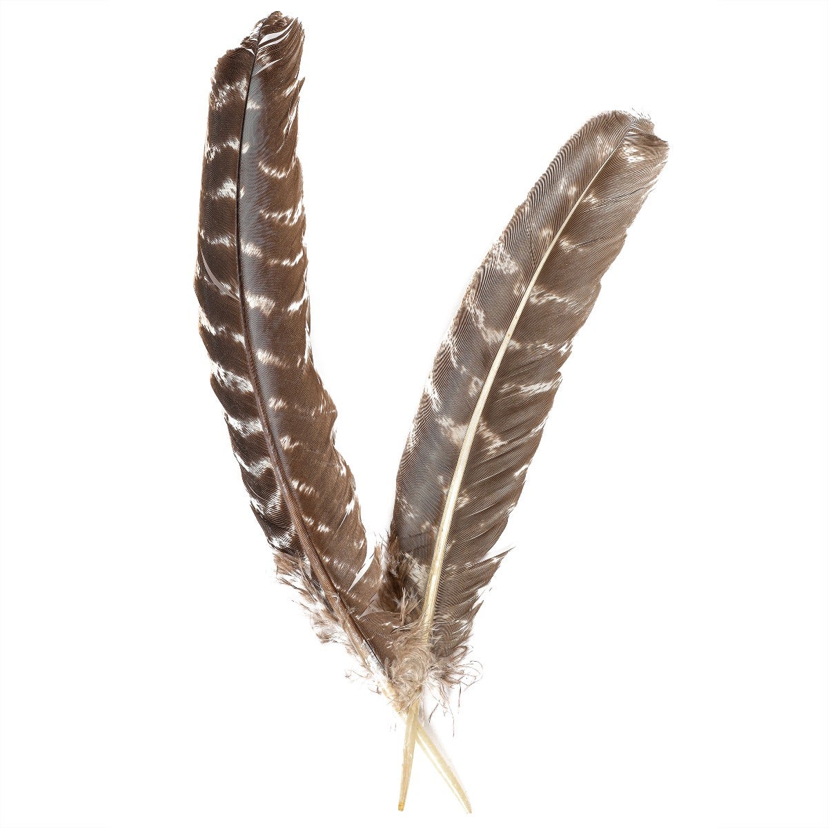 BARRED TURKEY QUILLS WING FEATHERS 8-12’’ - NATURAL - Feathers