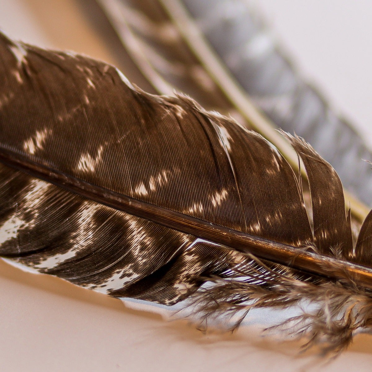 BARRED TURKEY QUILLS WING FEATHERS 8-12’’ - NATURAL - Feathers