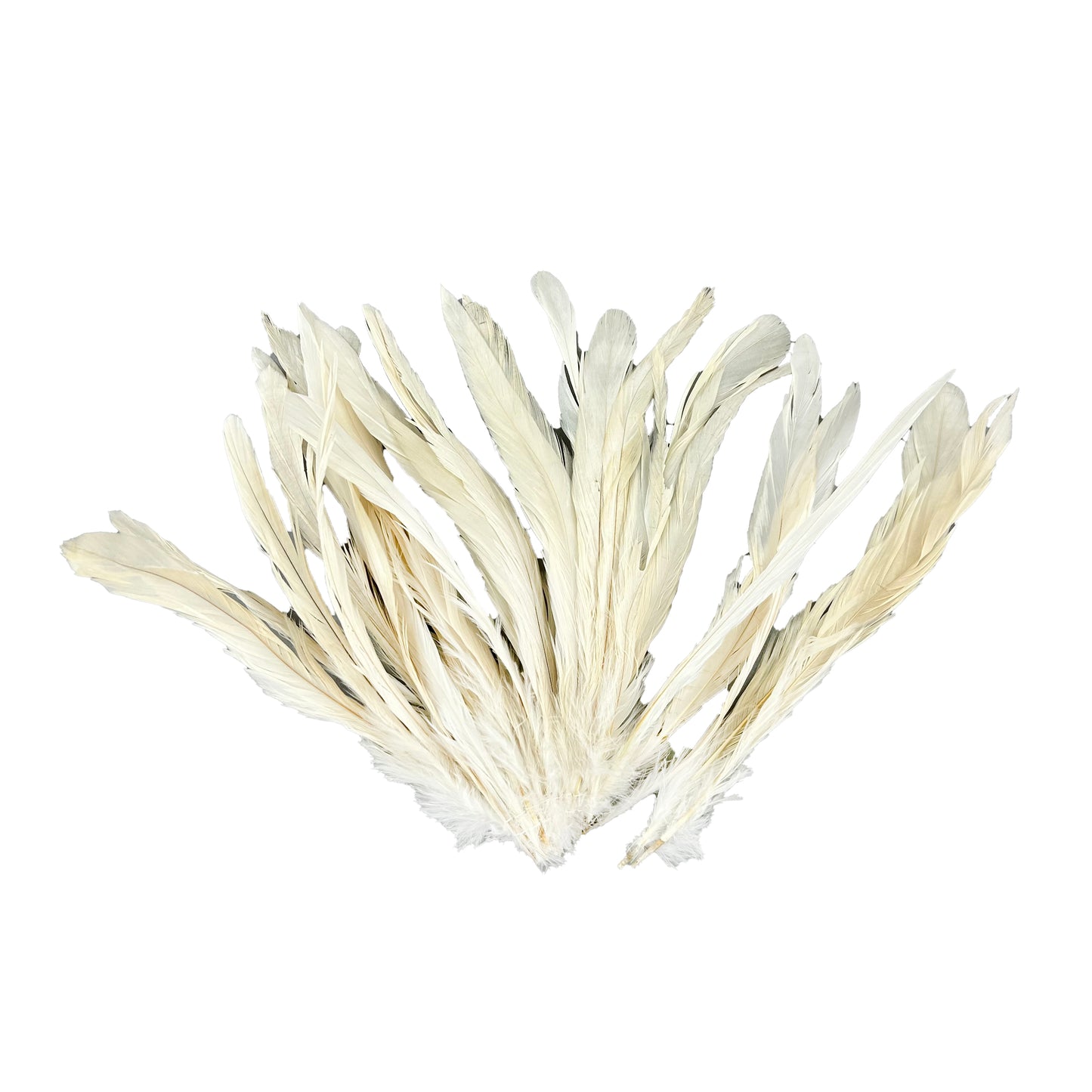 ROOSTER COQUE TAIL FEATHERS BLEACH DYED 7-10” - 25 PC/PKG - Beige