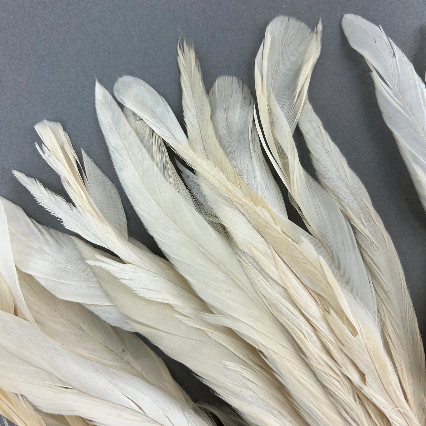 ROOSTER COQUE TAIL FEATHERS BLEACH DYED 7-10” - 25 PC/PKG - Beige