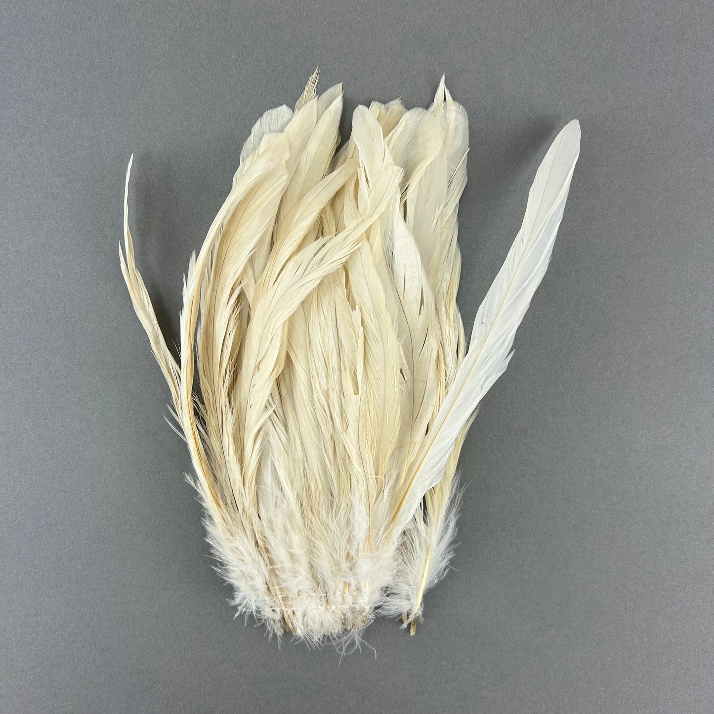 ROOSTER COQUE TAIL FEATHERS BLEACH DYED 7-10” - 25 PC/PKG - Beige