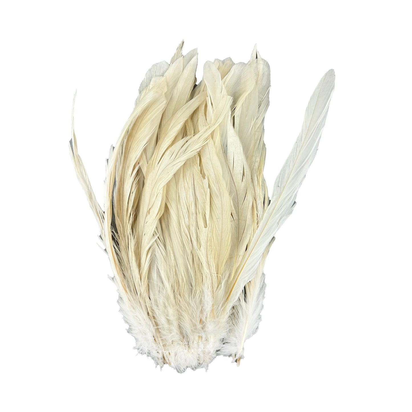 ROOSTER COQUE TAIL FEATHERS BLEACH DYED 7-10” - 25 PC/PKG - Beige