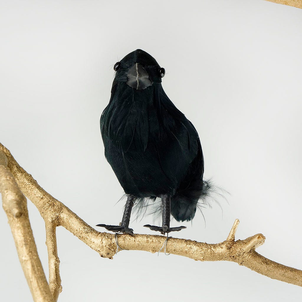 Black Crow Bird - Feathers