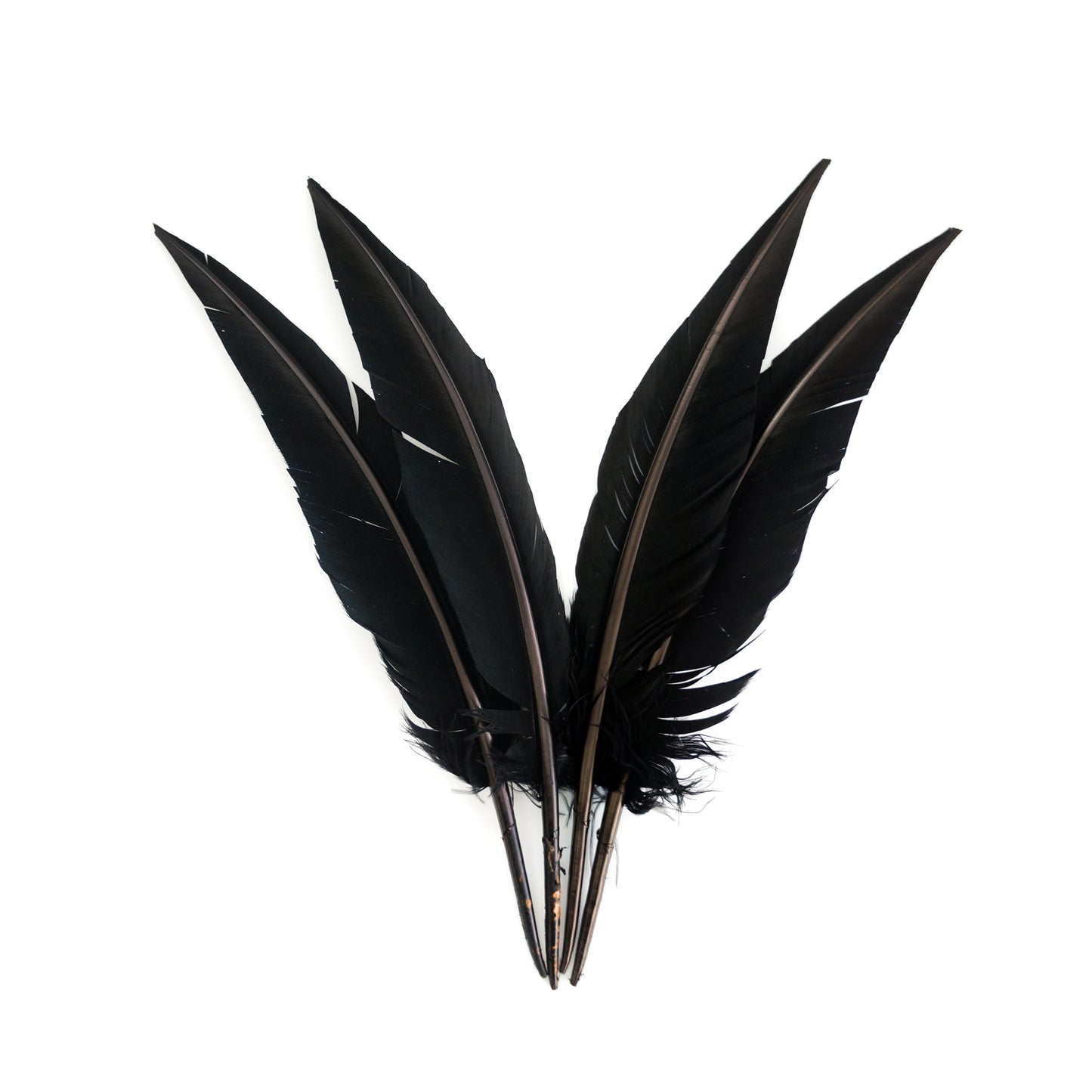 Black Dagger Turkey Quill Feathers 9-12"