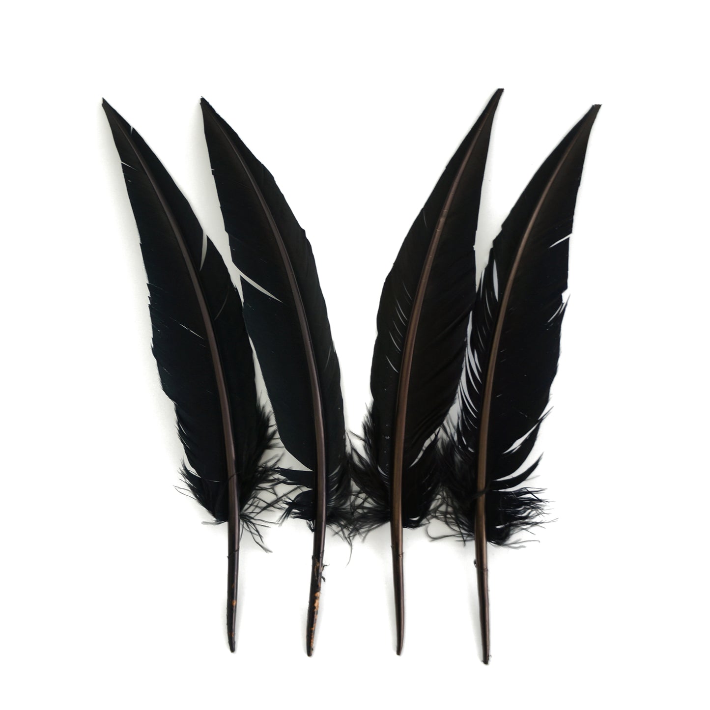 Black Dagger Turkey Quill Feathers 9-12"