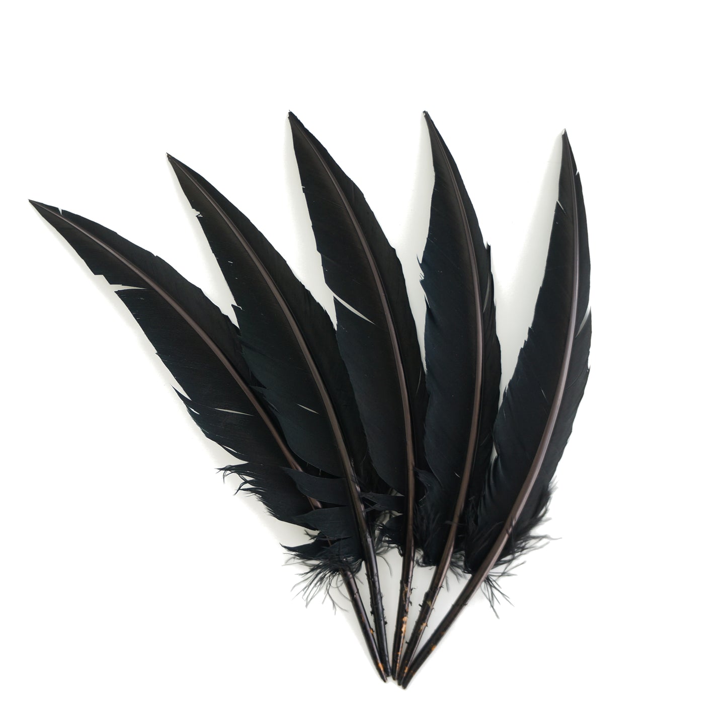 Black Dagger Turkey Quill Feathers 9-12"