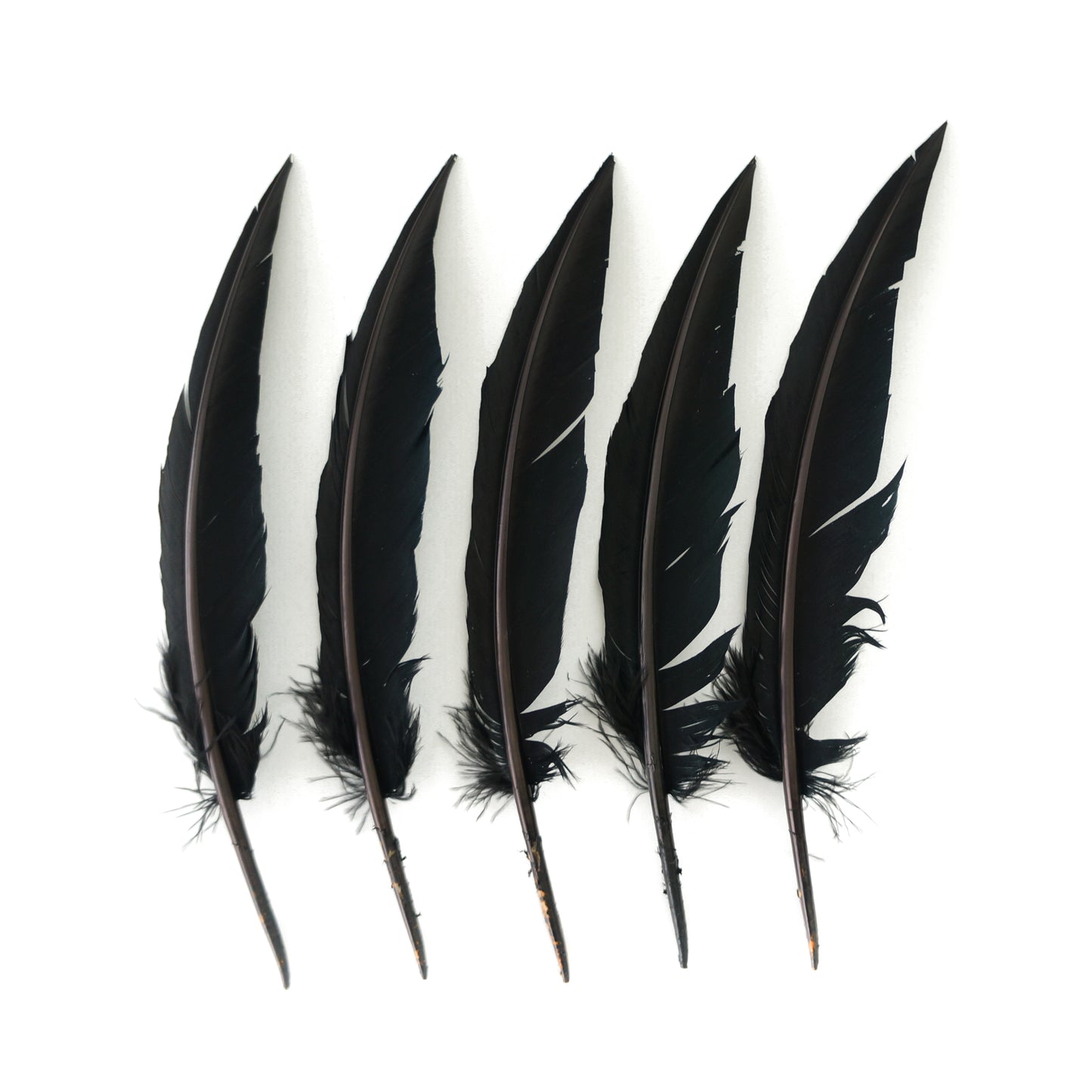 Black Dagger Turkey Quill Feathers 9-12"