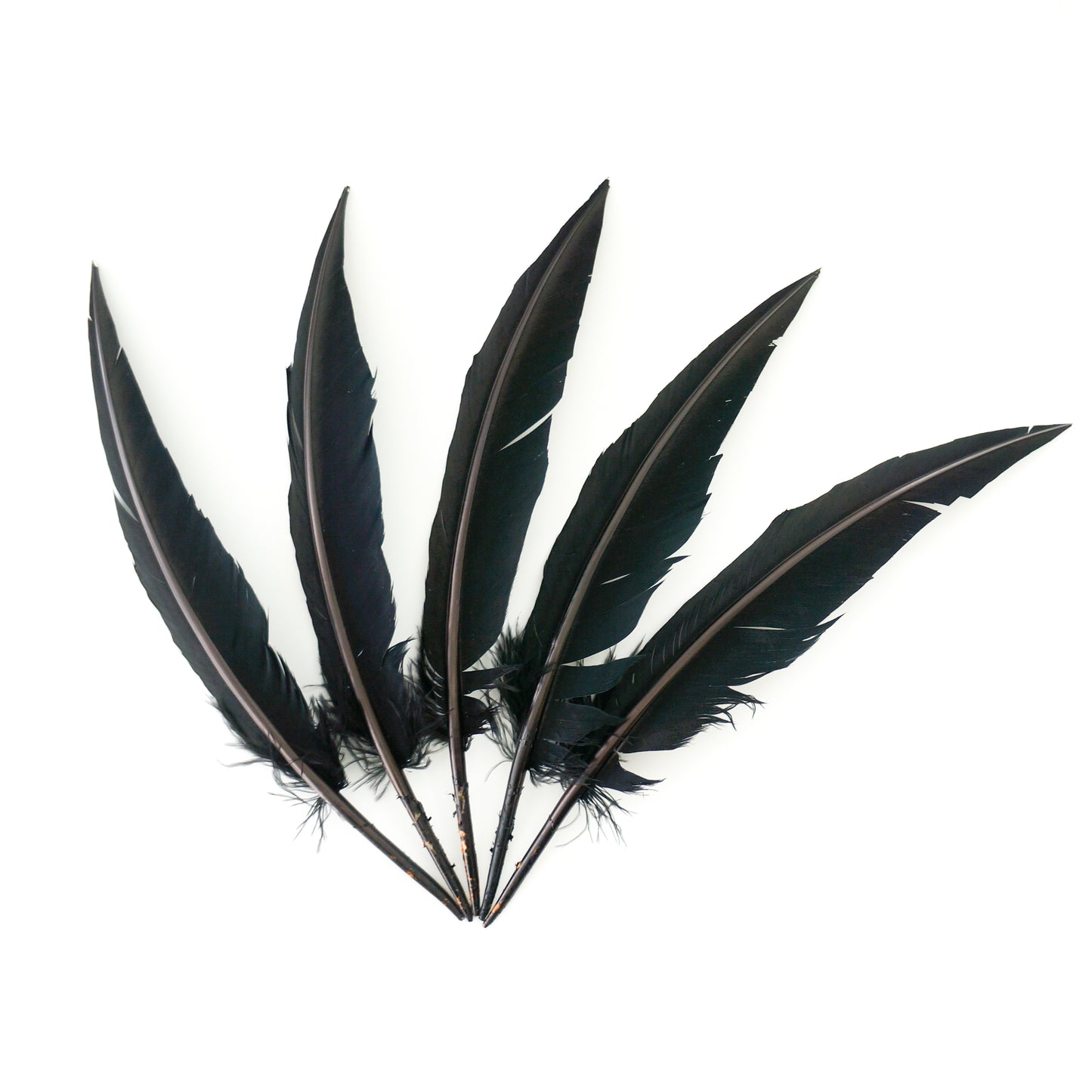 Black Dagger Turkey Quill Feathers 9-12"