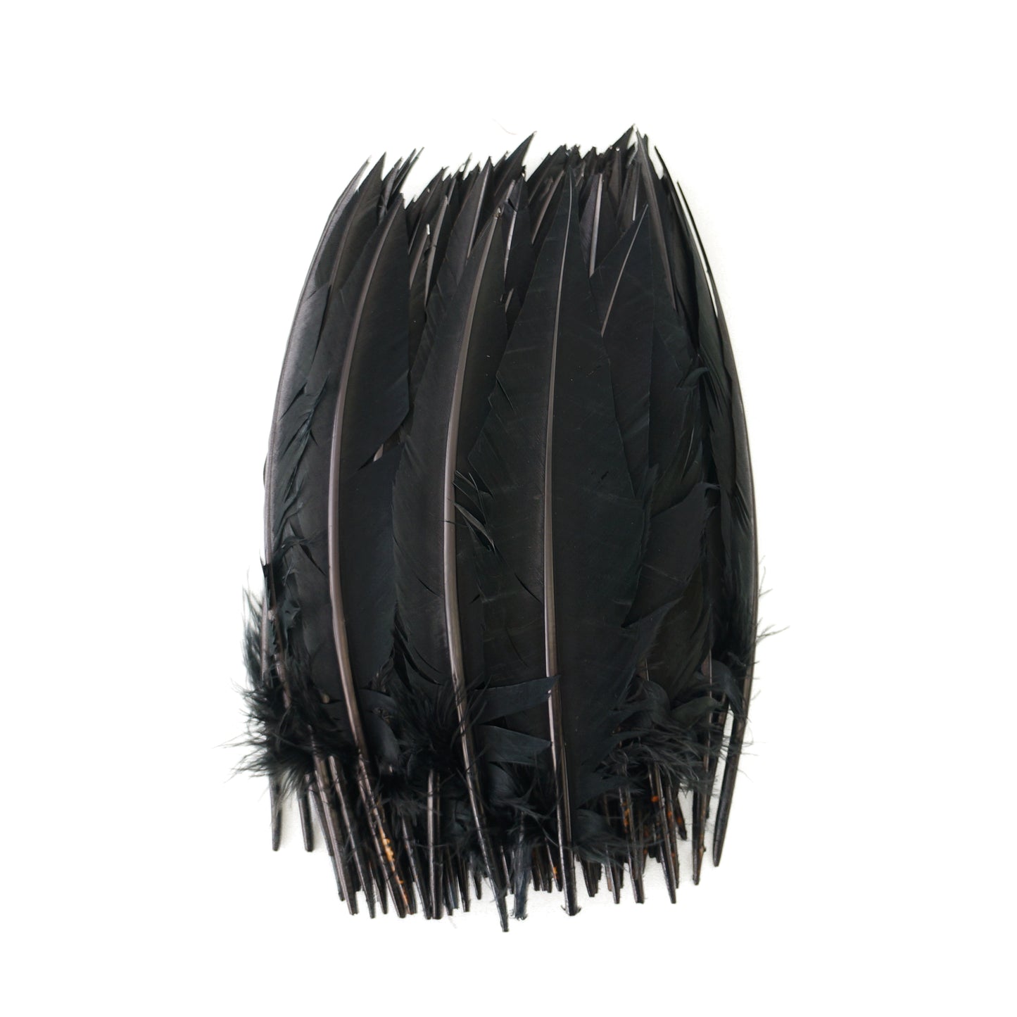 Black Dagger Turkey Quill Feathers 9-12"
