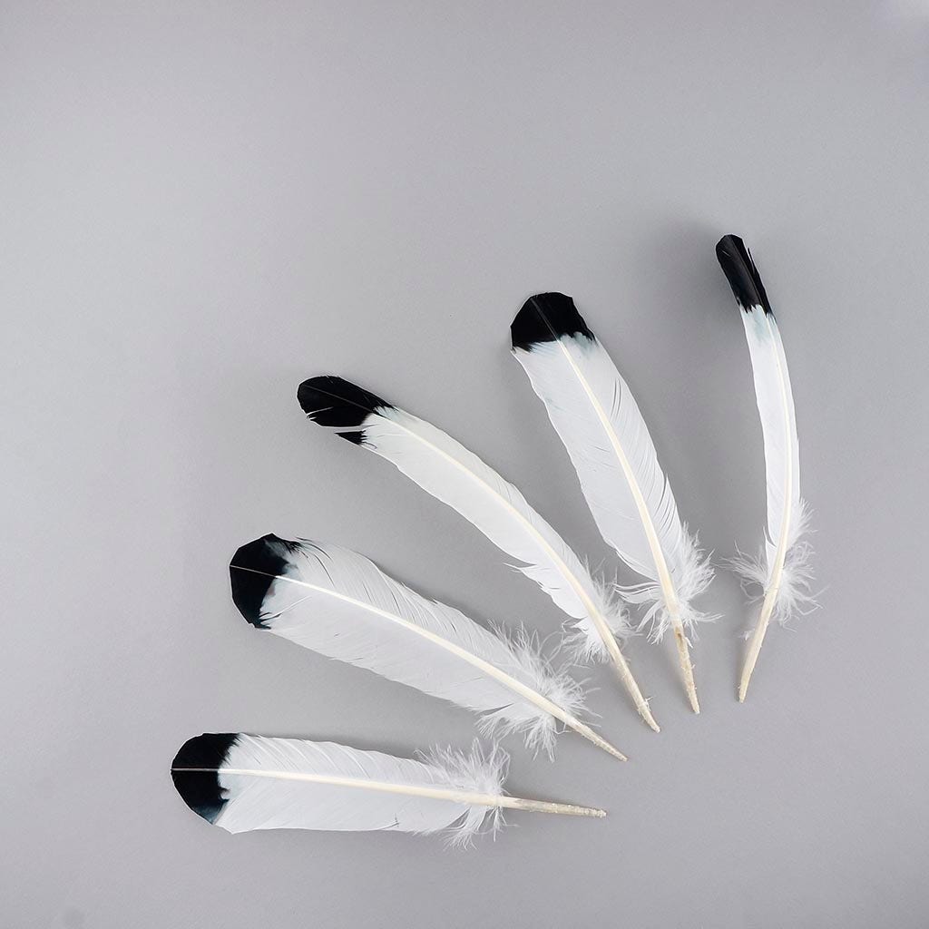 Creativity Street 2-Tone Imitation Eagle Feathers, 10 to 12 Inches, White with Black Tip, Pack of 12