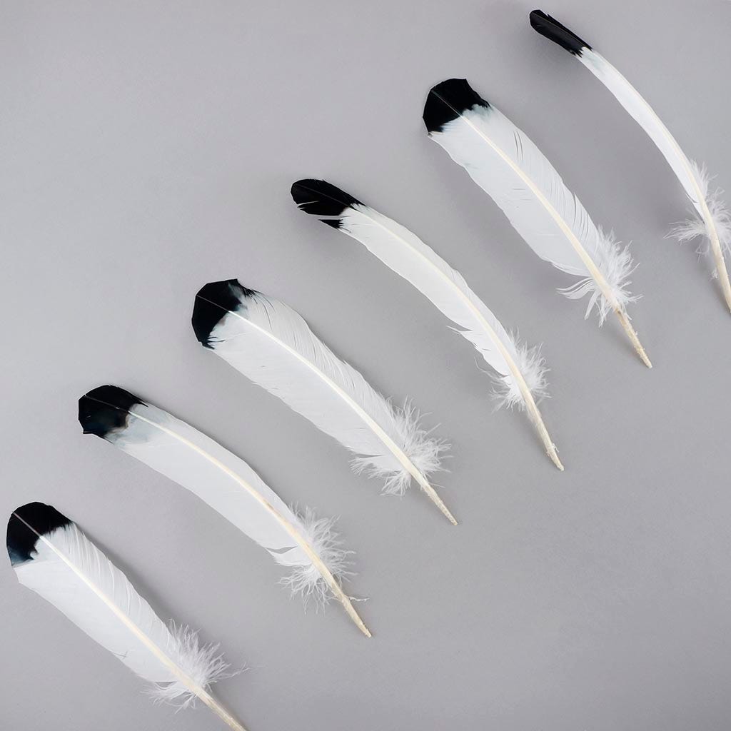 Immitation Eagle Feathers, Pkg of 4, White Feathers, Black and White Big  Feathers, Turkey Quill Feather 