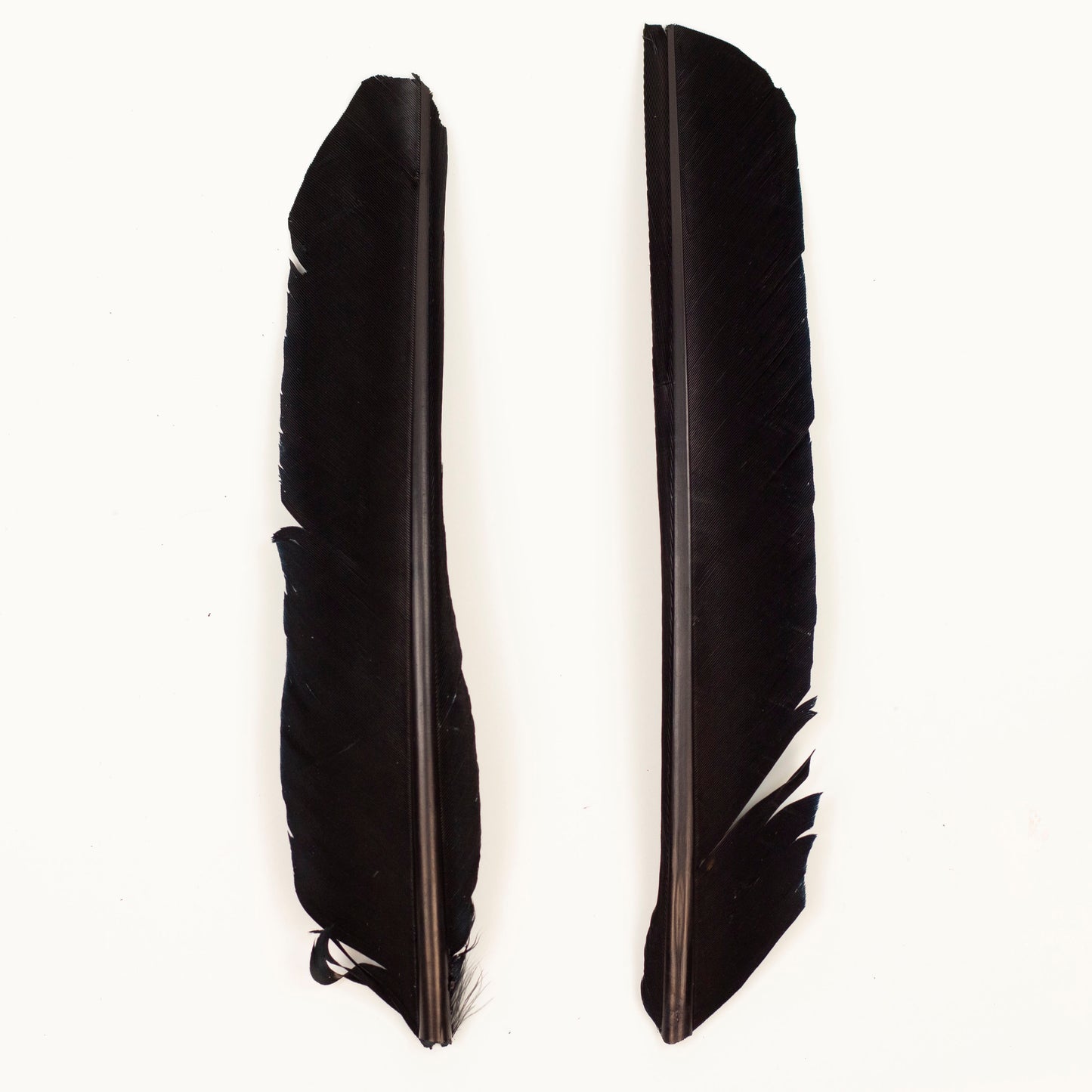Black Cut Turkey Pointer Feathers 8-12"