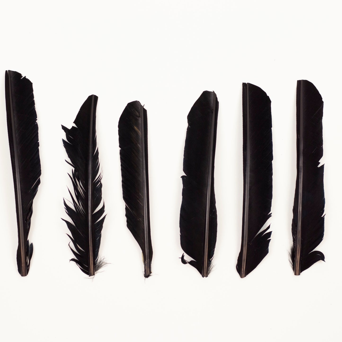 Black Cut Turkey Pointer Feathers 8-12"