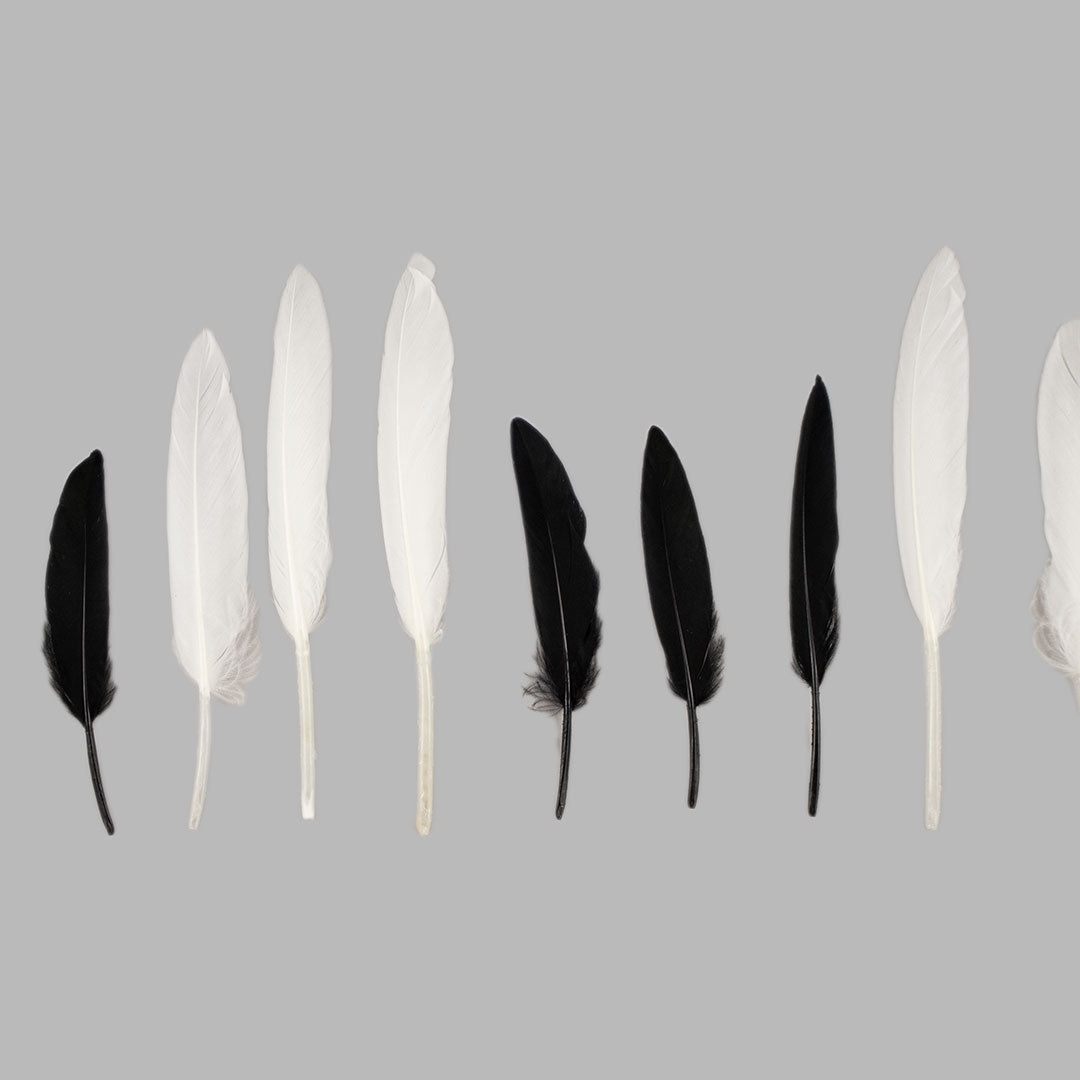 Duck Quill Feathers 24/Pkg Black & White Mix