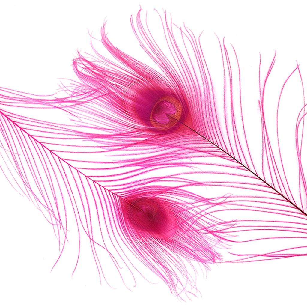 Bleached and Dyed Peacock Eye Feathers - 25-40 Inch - 10 PCS - Shocking Pink - Feathers