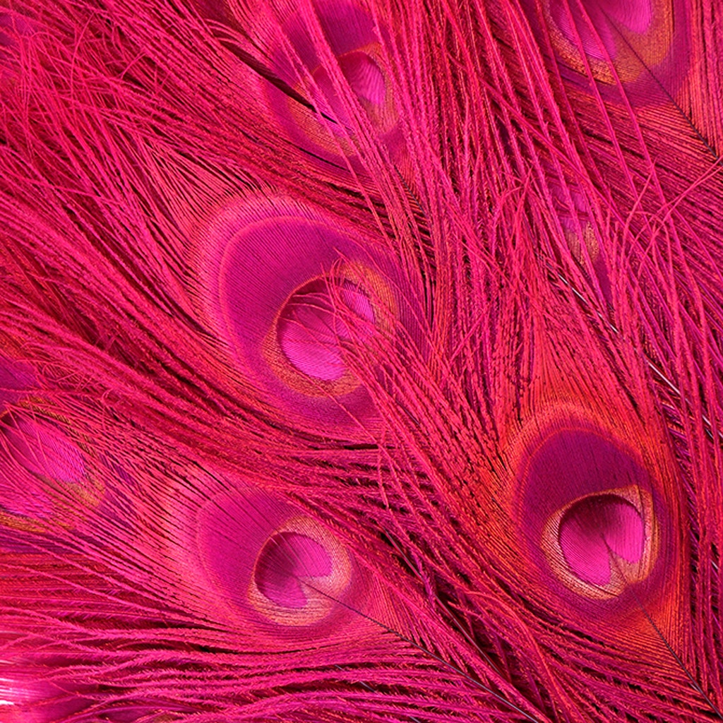 Bleached and Dyed Peacock Eye Feathers - 25-40 Inch - 10 PCS - Shocking Pink - Feathers