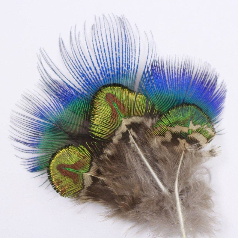 Blue and Green Gold Natural Peacock Plumage - 24 pcs - Feathers