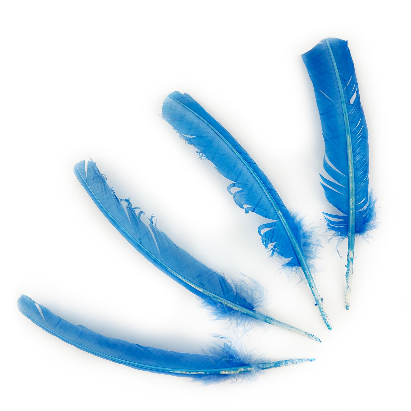 Turkey Quills Dyed Feathers - Sky