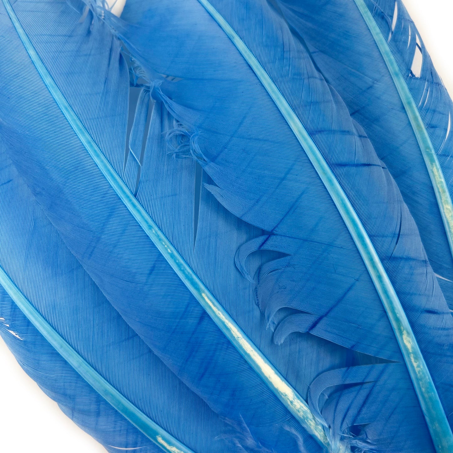 Turkey Quills Dyed Feathers - Sky