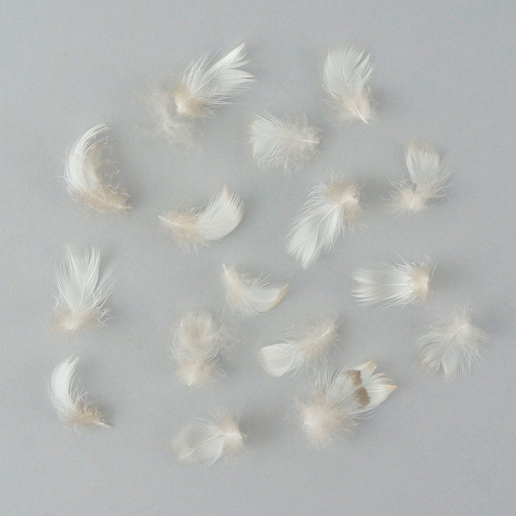 Breast Wood Duck Feathers - Natural - Feathers