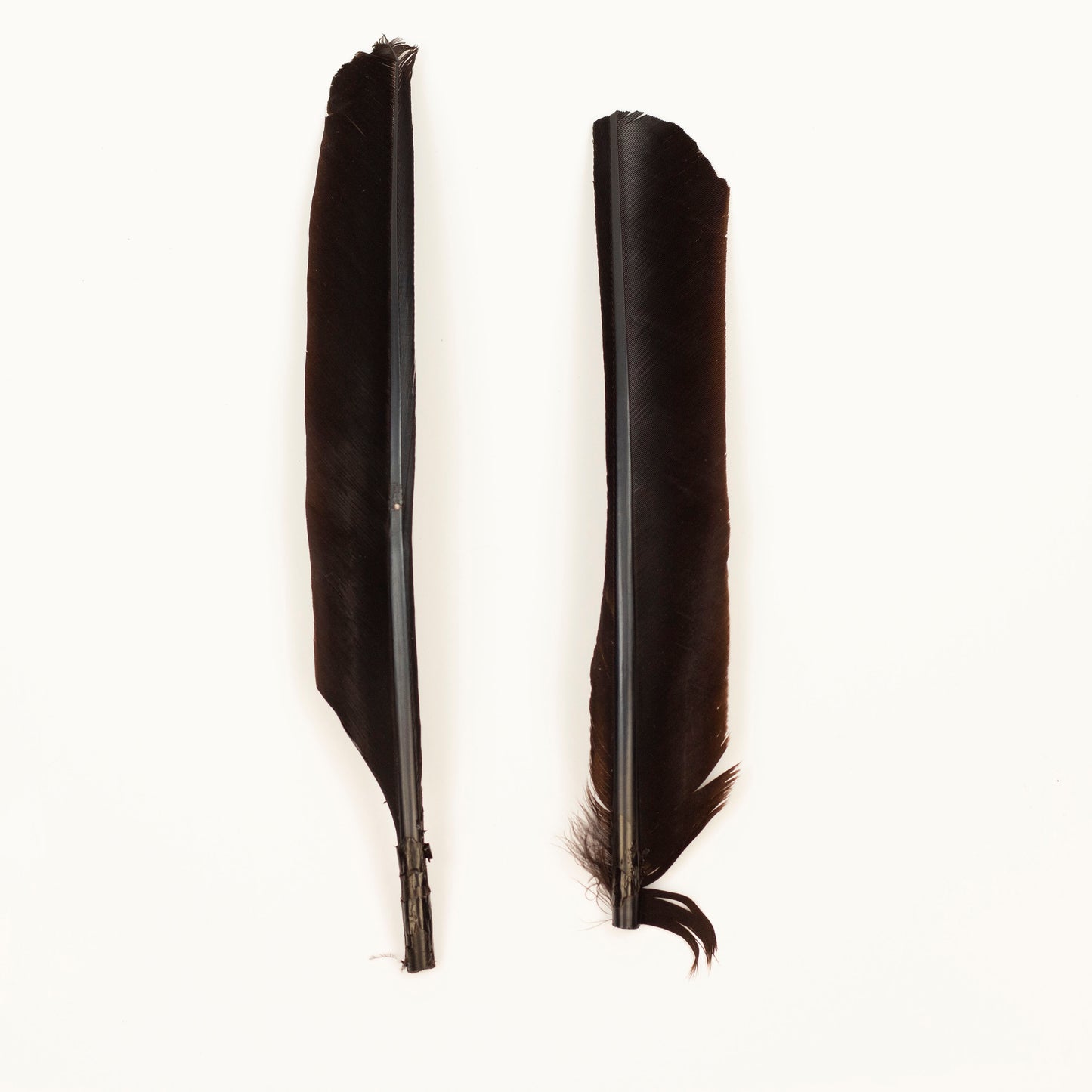 Brown Cut Turkey Pointer Feathers 8-12"