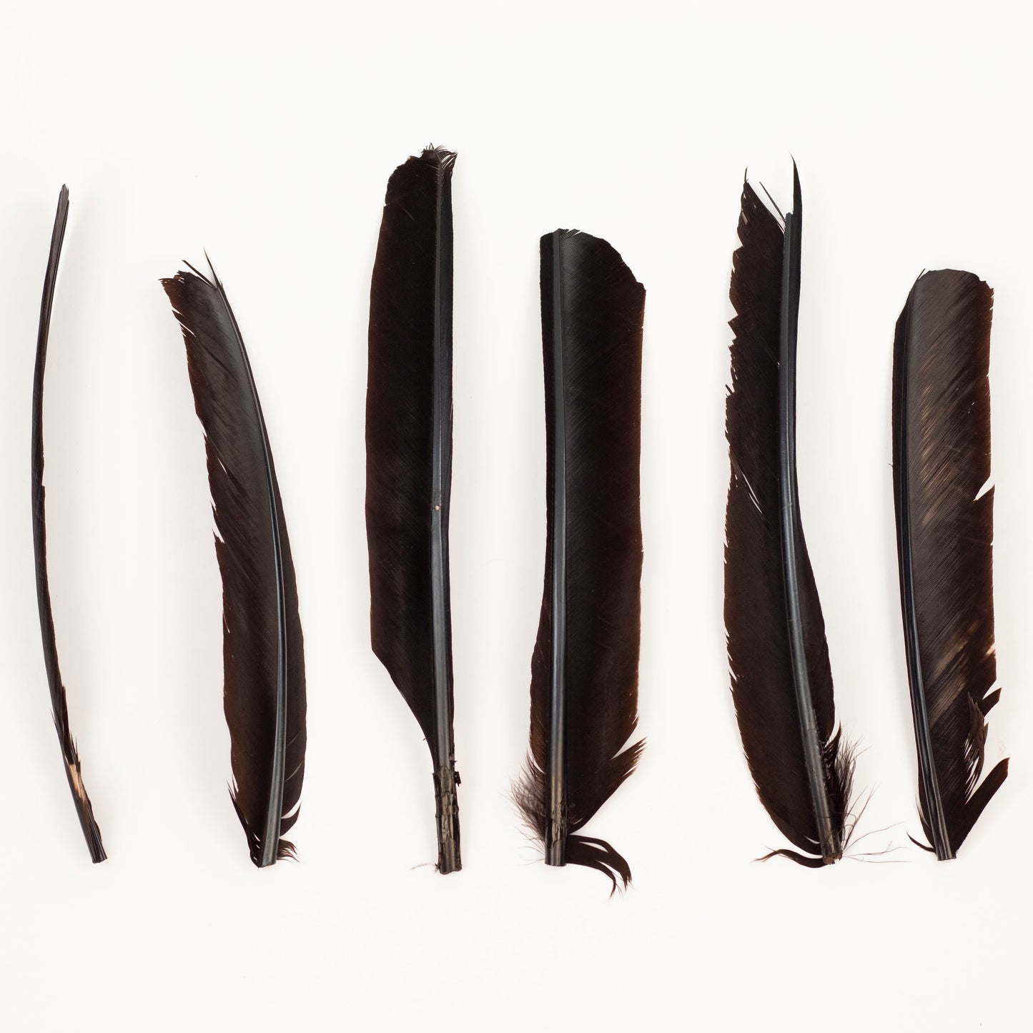Brown Cut Turkey Pointer Feathers 8-12"