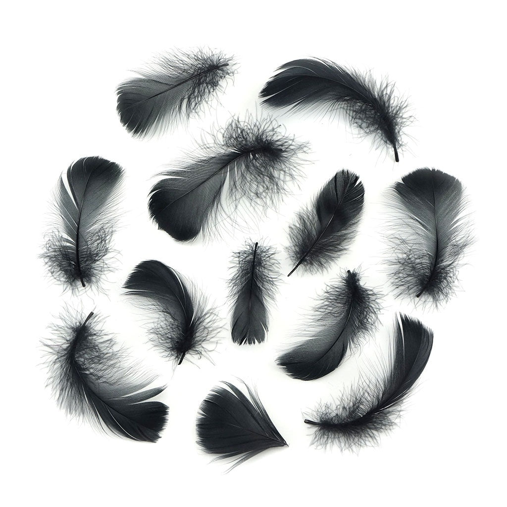 Bulk Goose Coquille Feathers Dyed - Black - 1/4 lb - Feathers