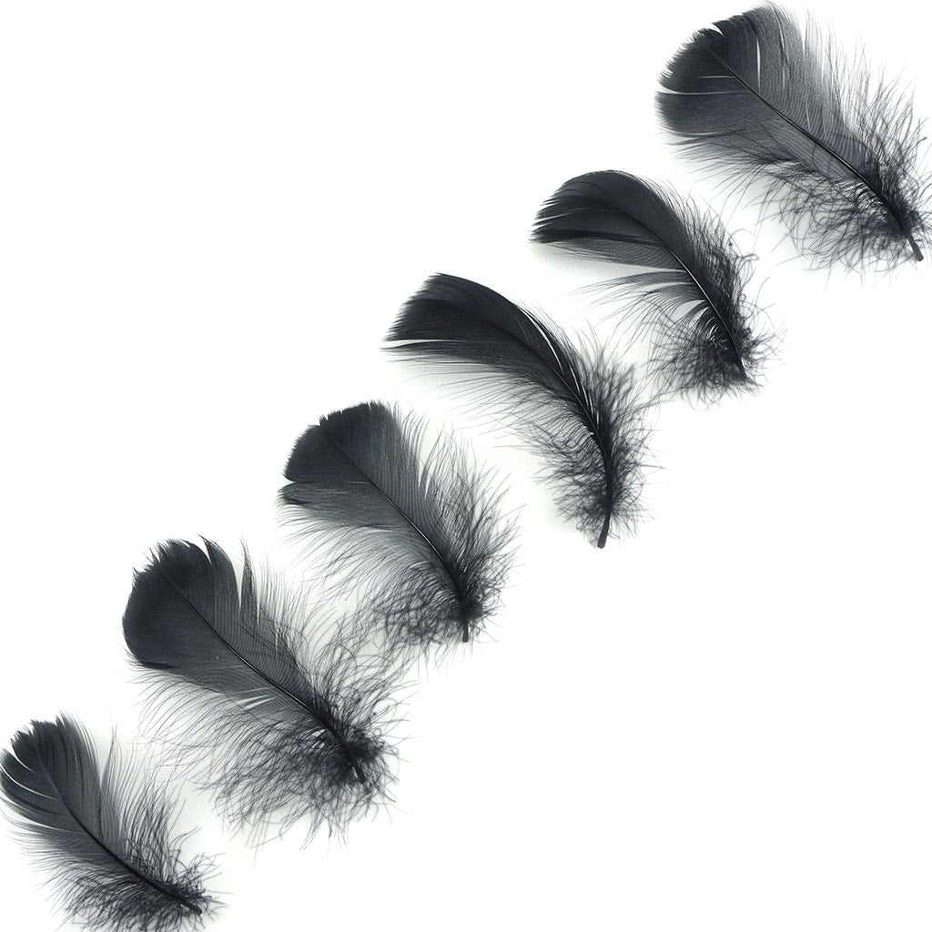 Bulk Goose Coquille Feathers Dyed - Black - 1/4 lb - Feathers